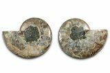 Cut & Polished, Agatized Ammonite Fossil - Deep Crystal Pockets #346161-1